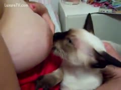 Cat trying to engulf milk from a couple of big natural breasts